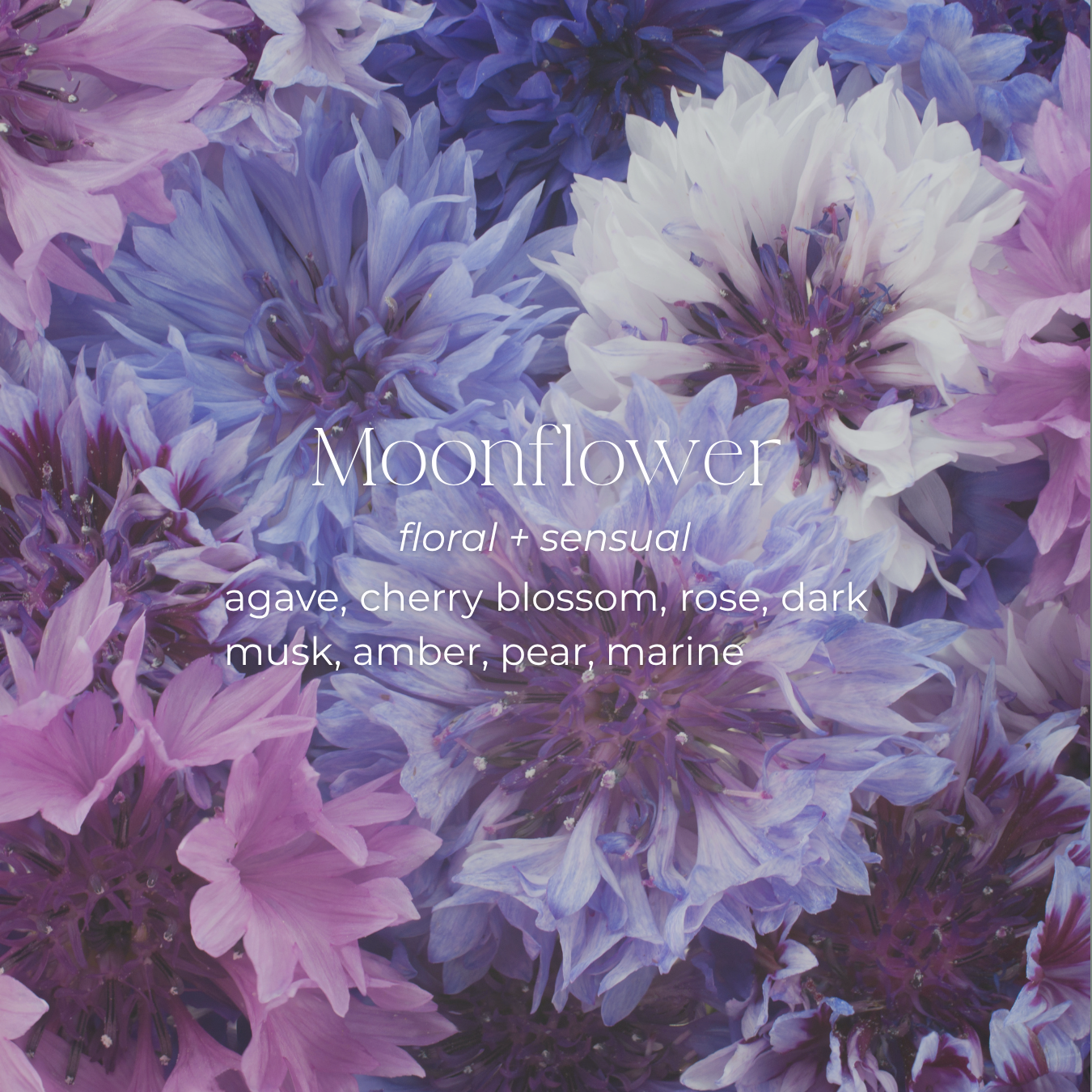Moonflower